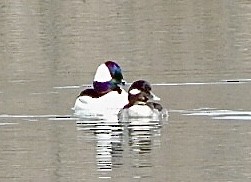 Bufflehead - ML404880161