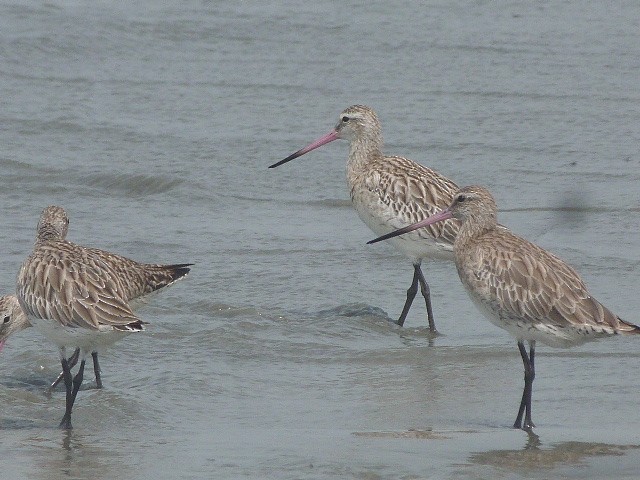 Bar-tailed Godwit - ML40488051