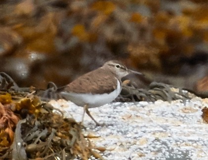 Common Sandpiper - ML40488211