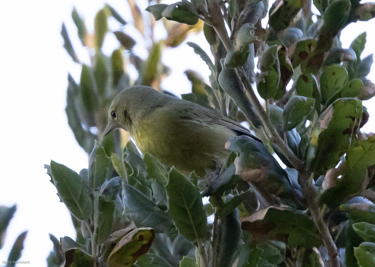 Orange-crowned Warbler - Maury Swoveland