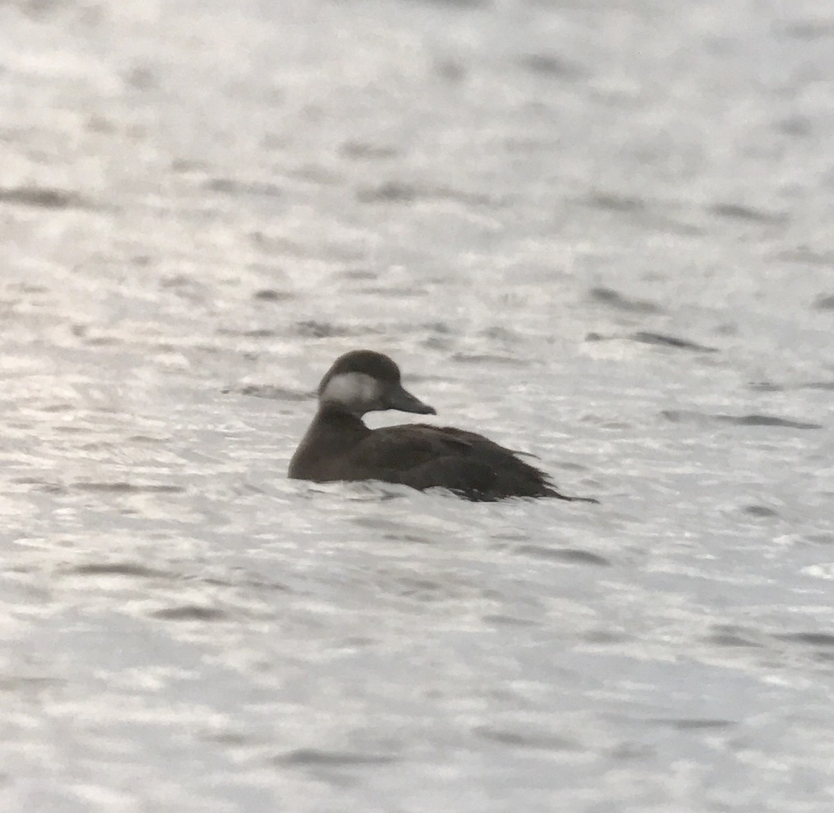 Black Scoter - ML40488261