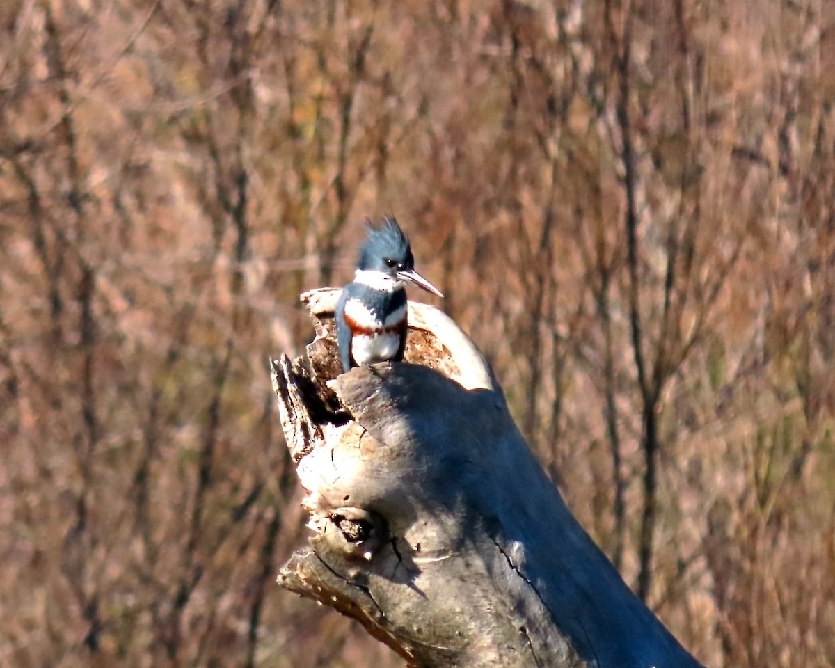 Martin-pêcheur d'Amérique - ML404882691