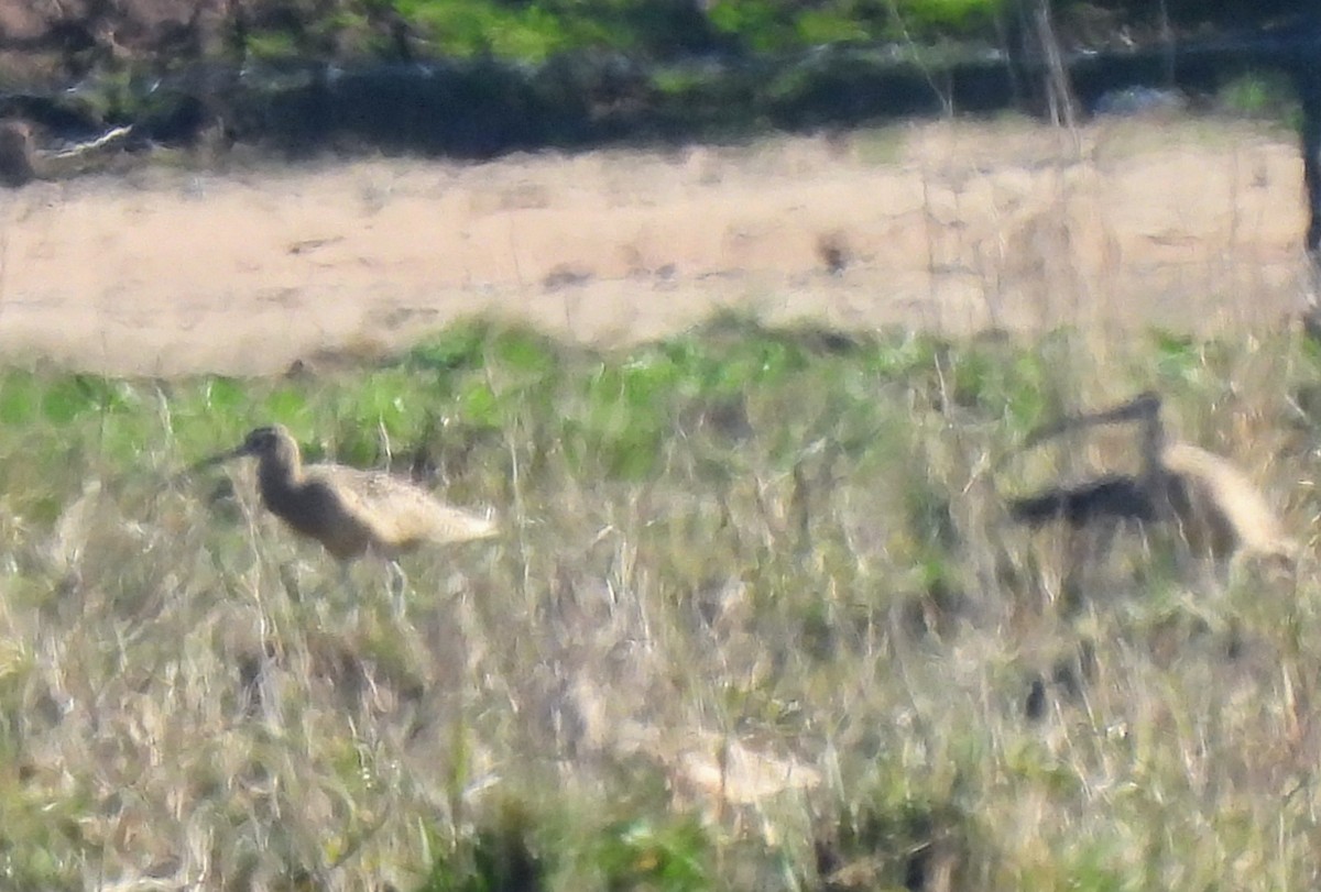 Long-billed Curlew - ML404883151