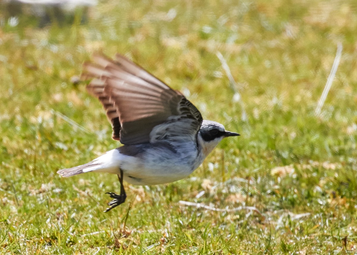 Northern Wheatear - ML40488511