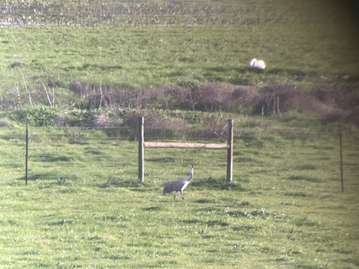 Sandhill Crane - ML404885761