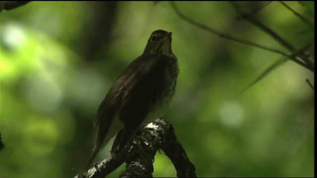 Swainson's Thrush - ML404886