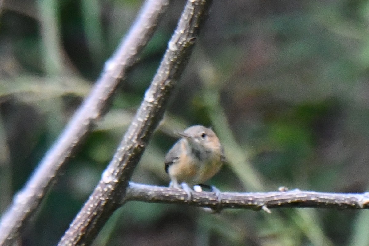 Long-billed Gnatwren - ML404886231