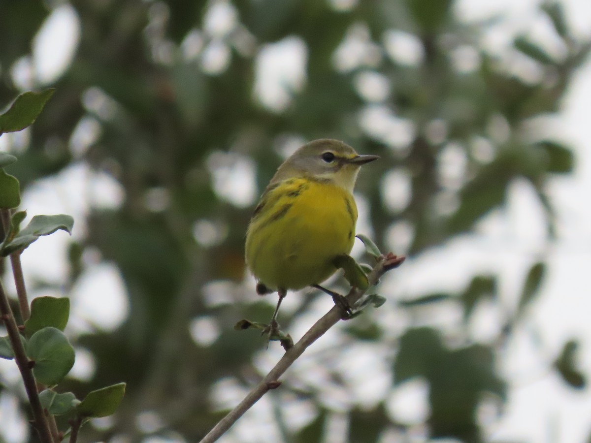 Prairie Warbler - Myron Gerhard