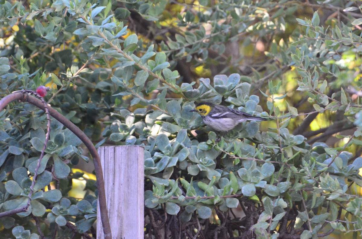 Hermit Warbler - ML404887121