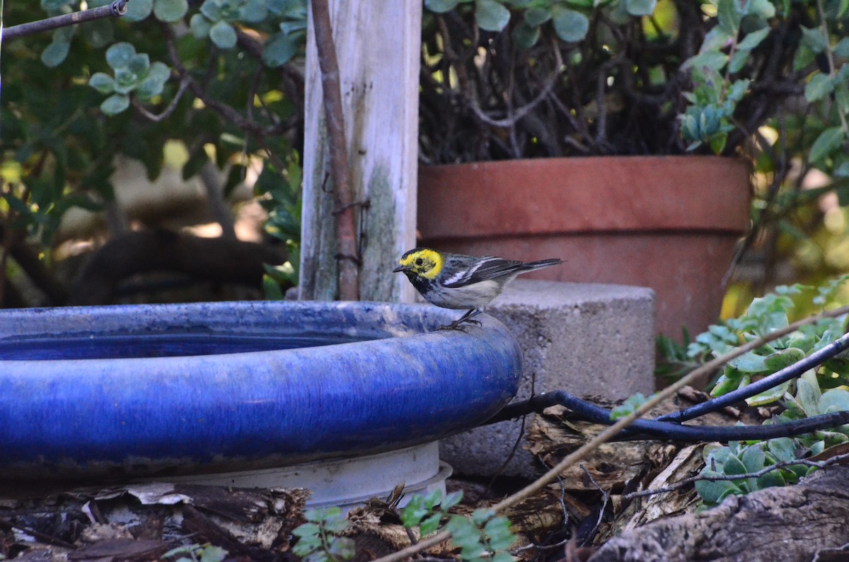 Hermit Warbler - ML404887151