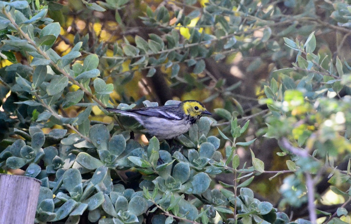 Hermit Warbler - ML404887361