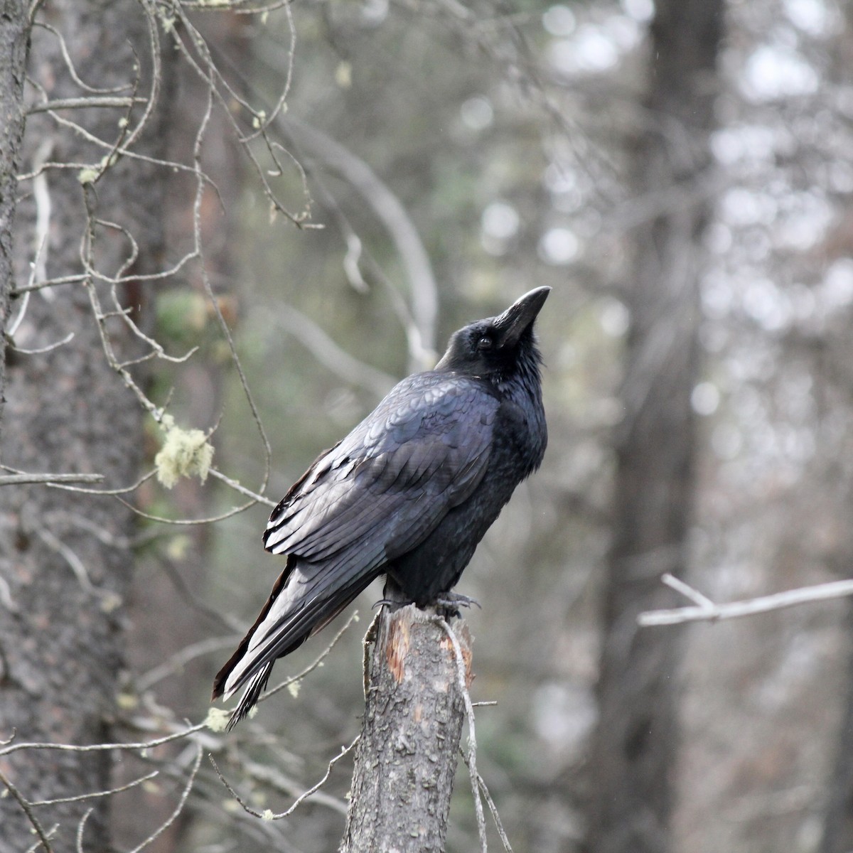 Common Raven - ML404888441