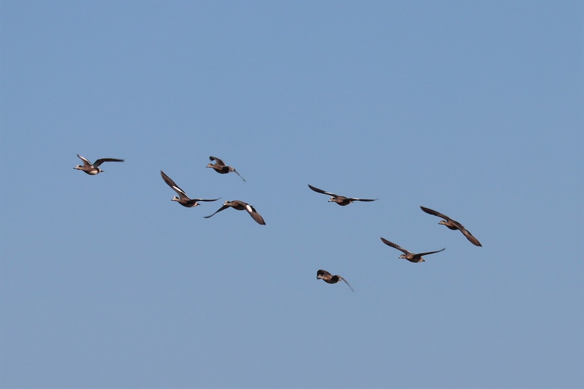 American Wigeon - ML404888511