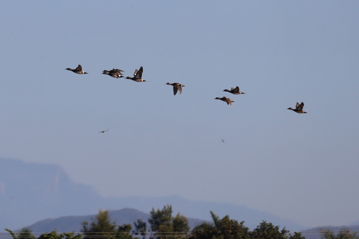 American Wigeon - ML404888551