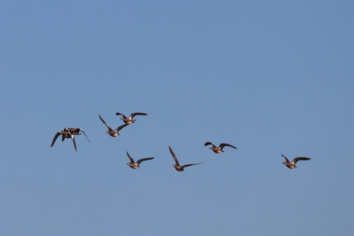 American Wigeon - ML404888561