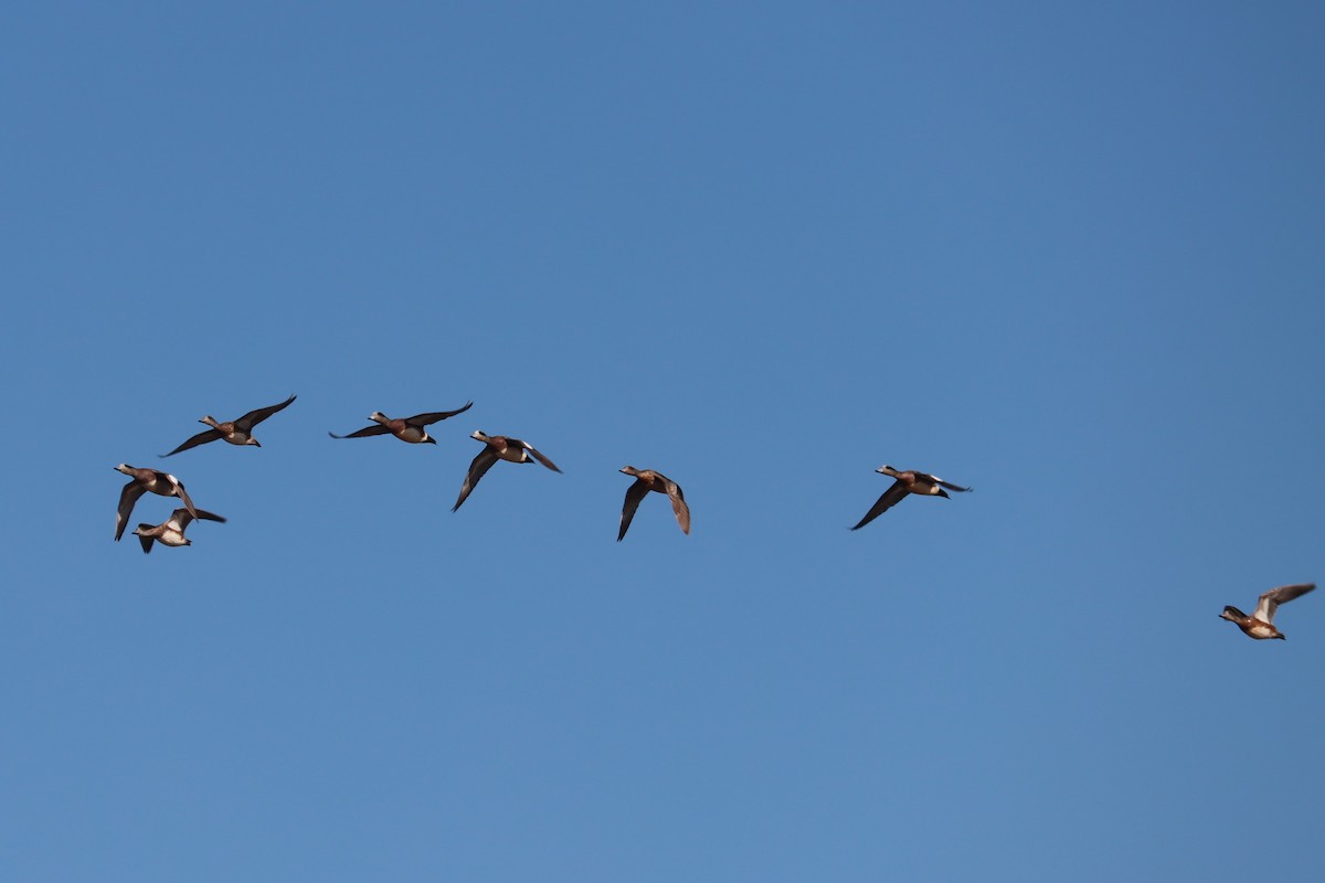 American Wigeon - ML404888581