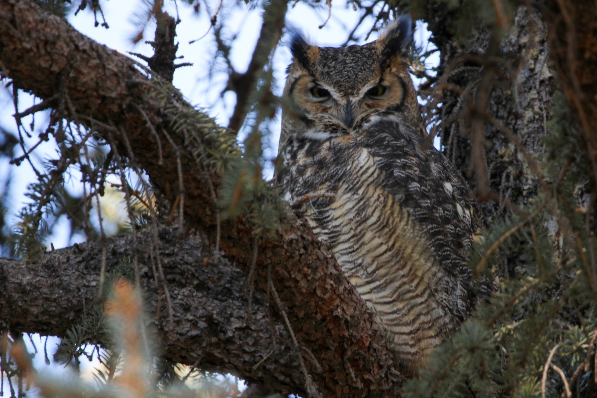 Great Horned Owl - ML404891851