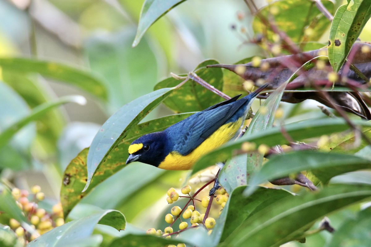 White-vented Euphonia - Jack Kew