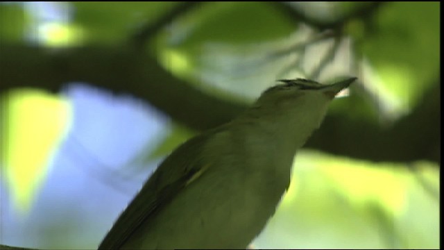 Red-eyed Vireo - ML404894