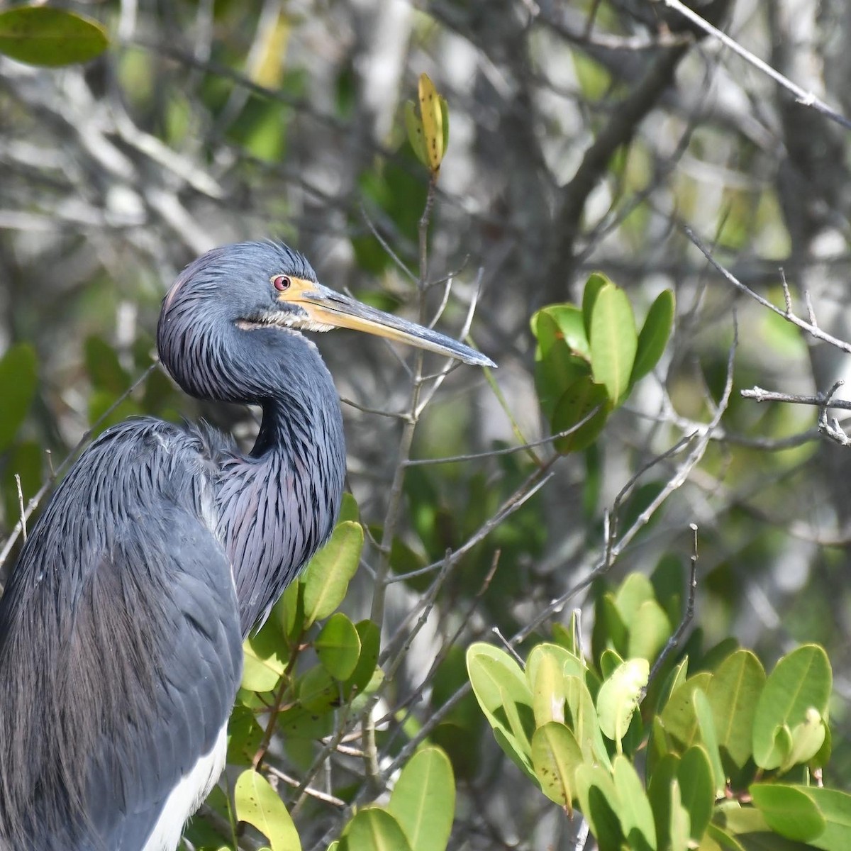 Aigrette tricolore - ML404896021