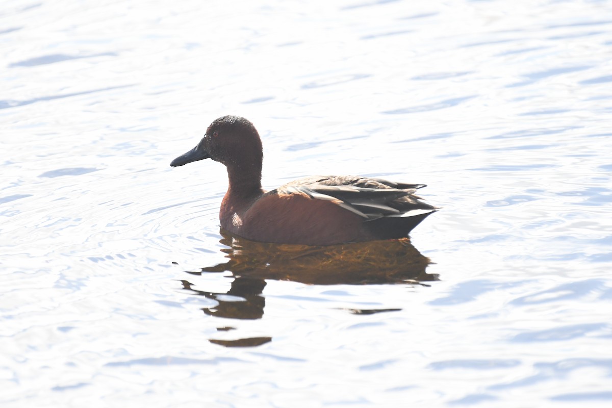 Sarcelle cannelle - ML404896061