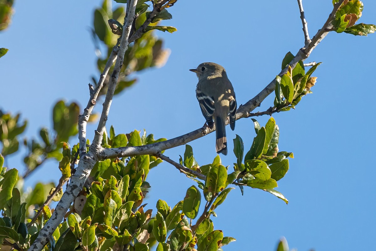 Hammond's Flycatcher - Carole Rose