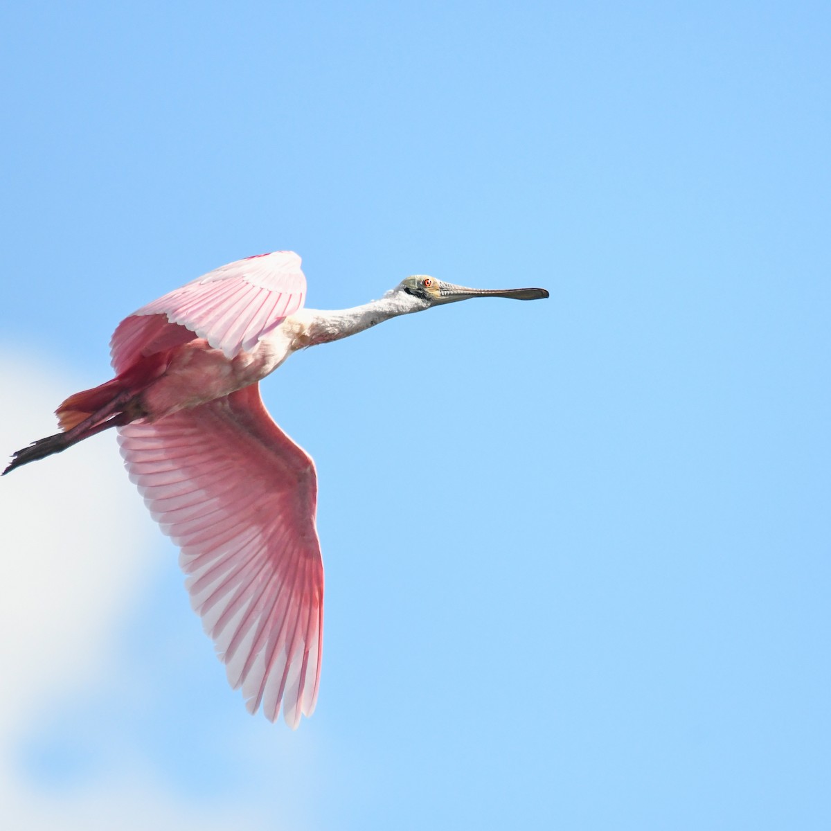 Spatule rosée - ML404896361