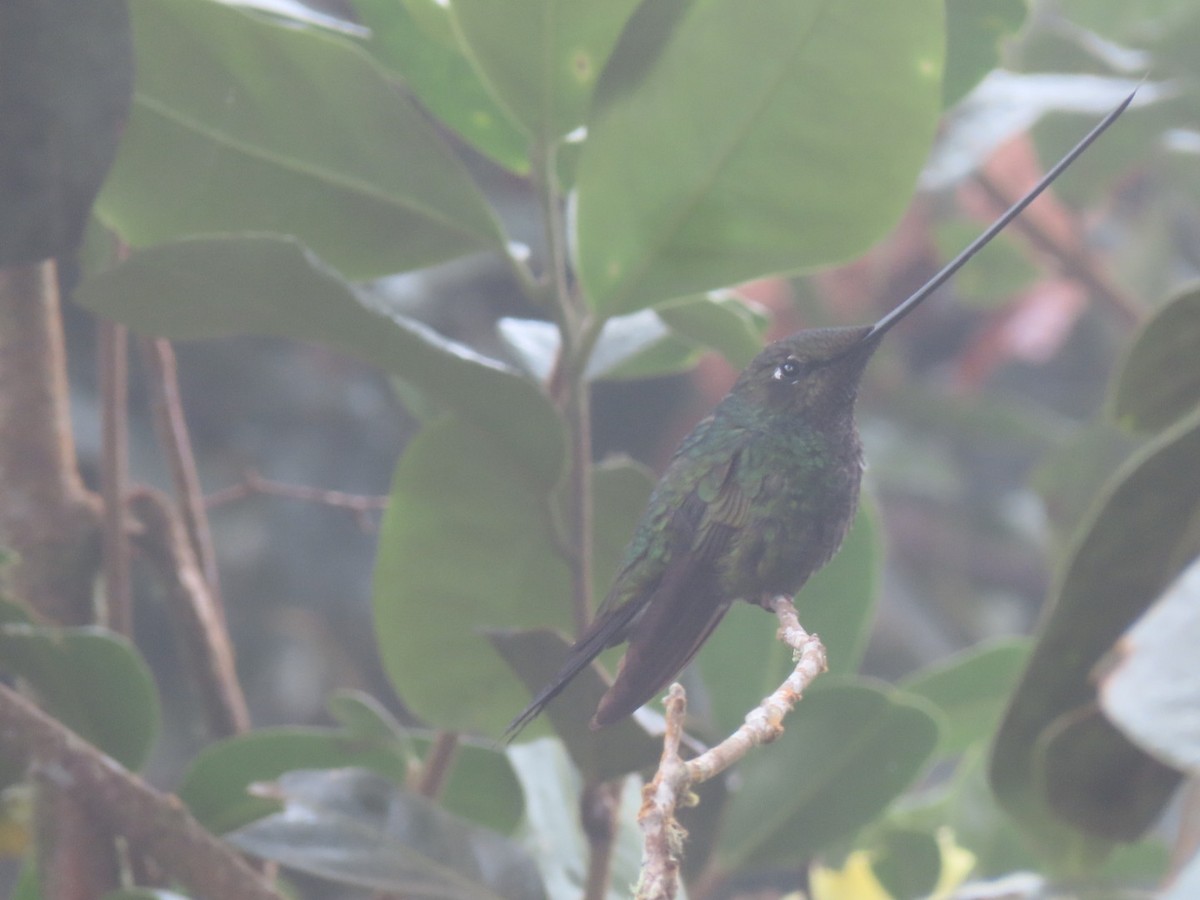 Sword-billed Hummingbird - ML404896511
