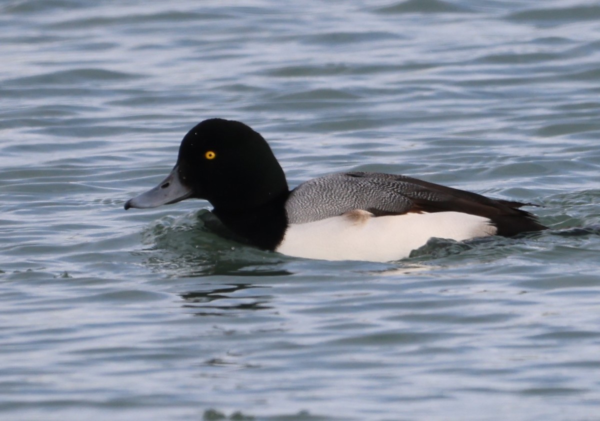 Lesser Scaup - ML404896681