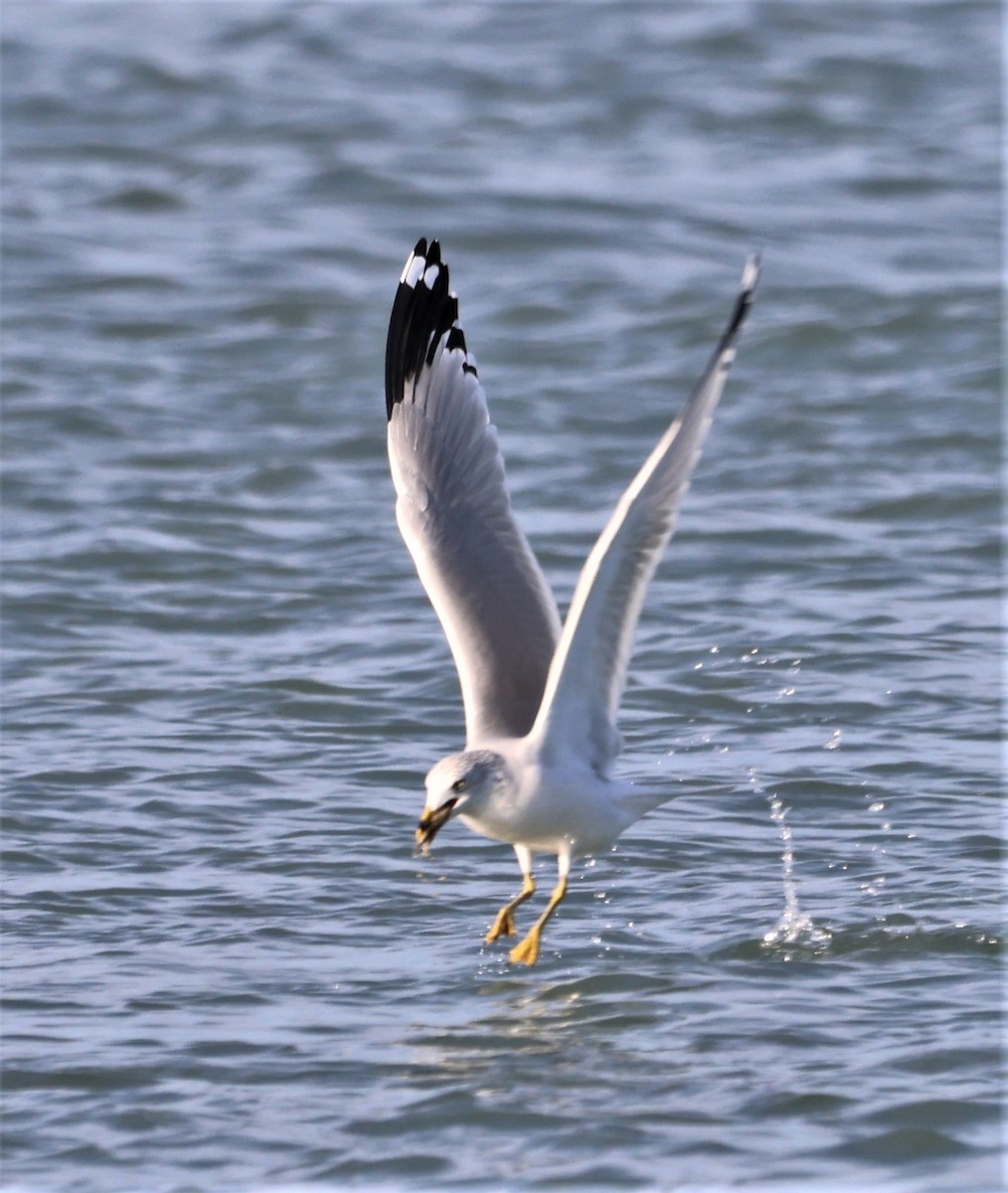 クロワカモメ - ML404897191