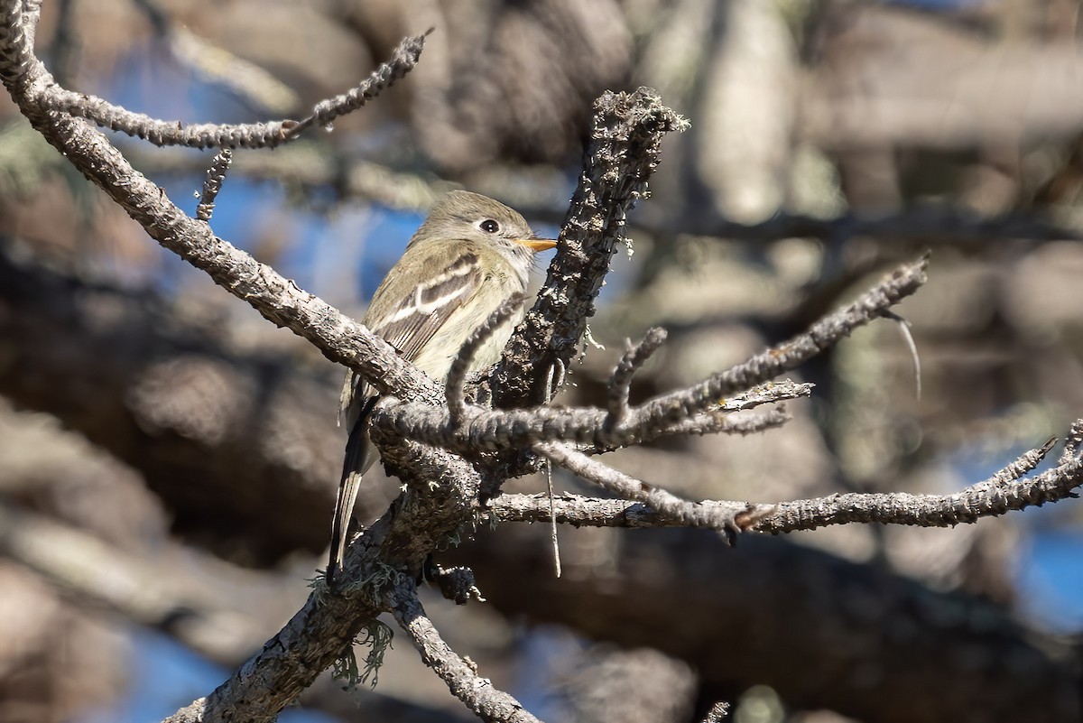 Hammond's Flycatcher - ML404897321