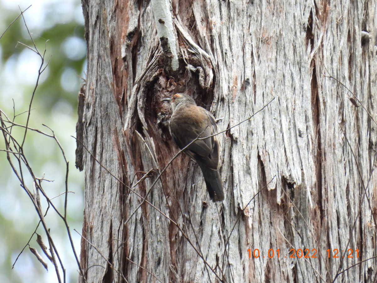 Red-browed Treecreeper - ML404897981