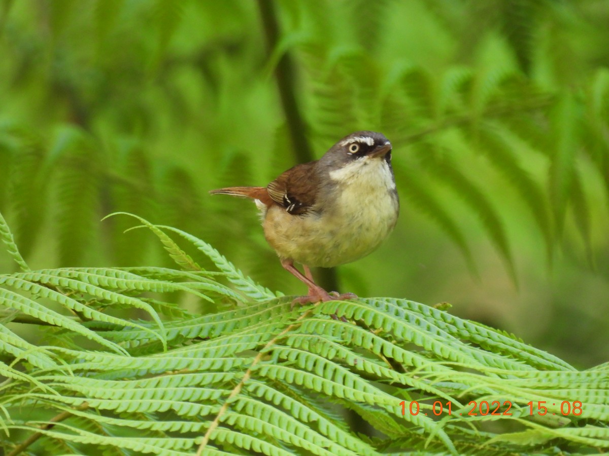 White-browed Scrubwren (White-browed) - ML404898071