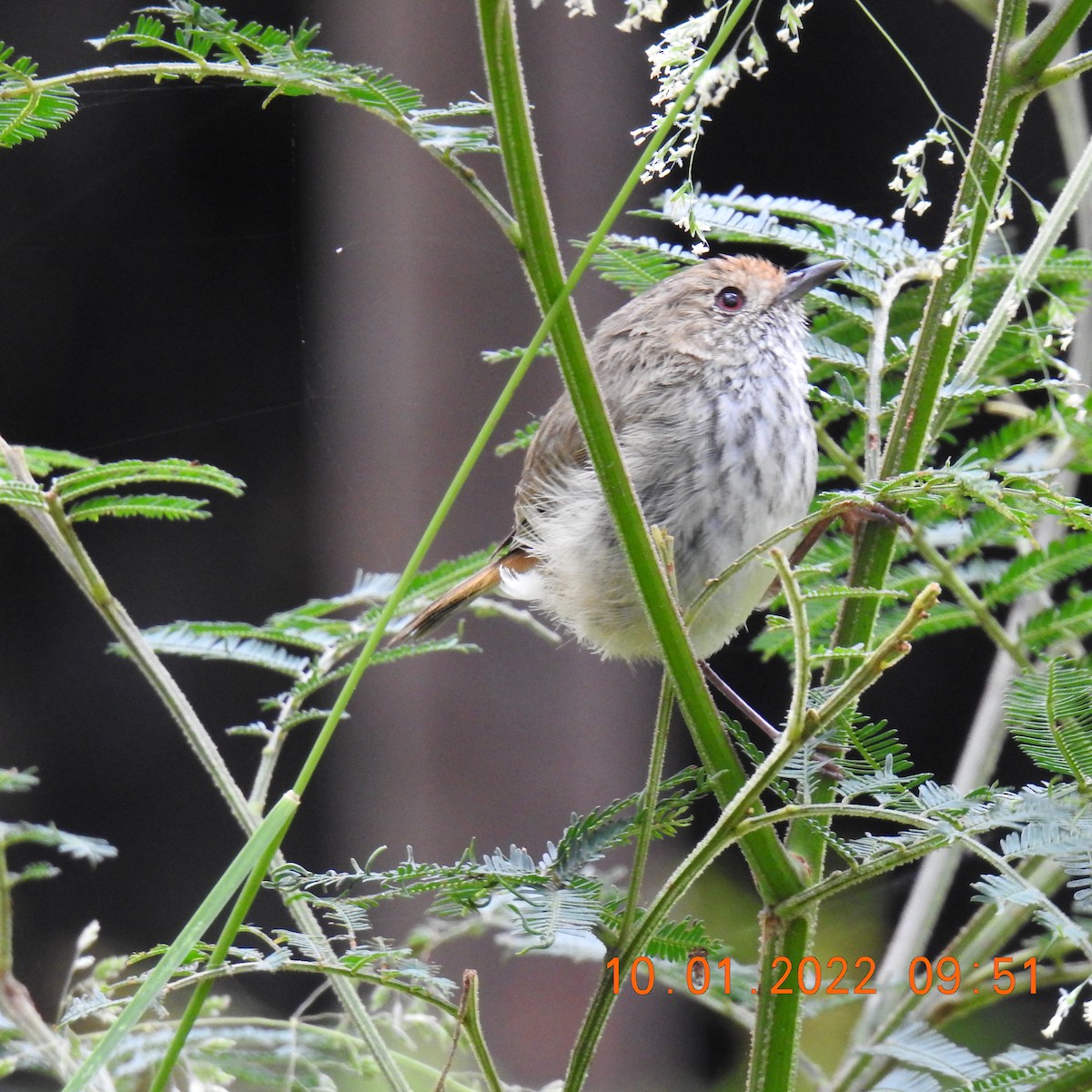 Brown Thornbill - ML404898351