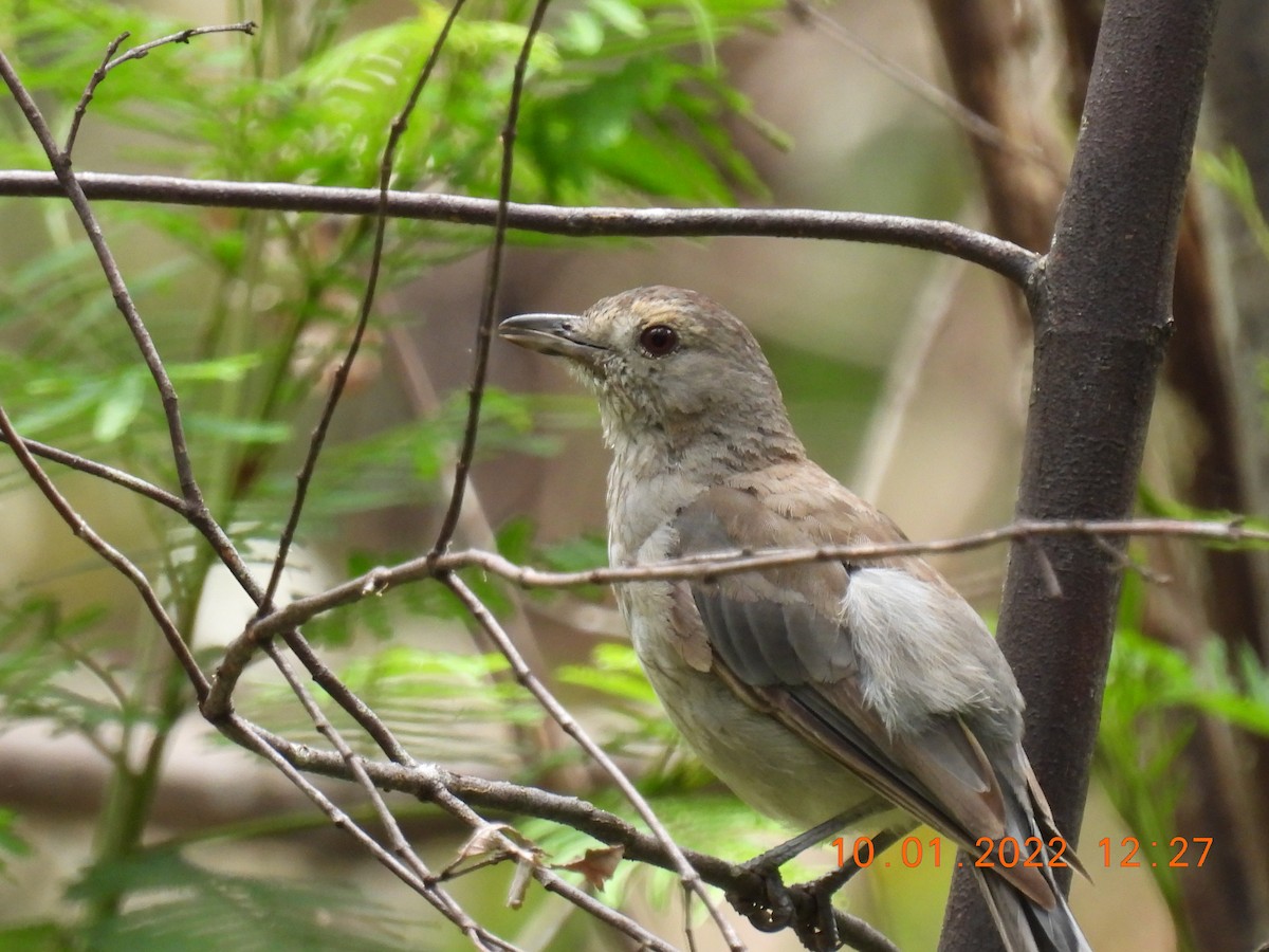 Gray Shrikethrush - ML404898411