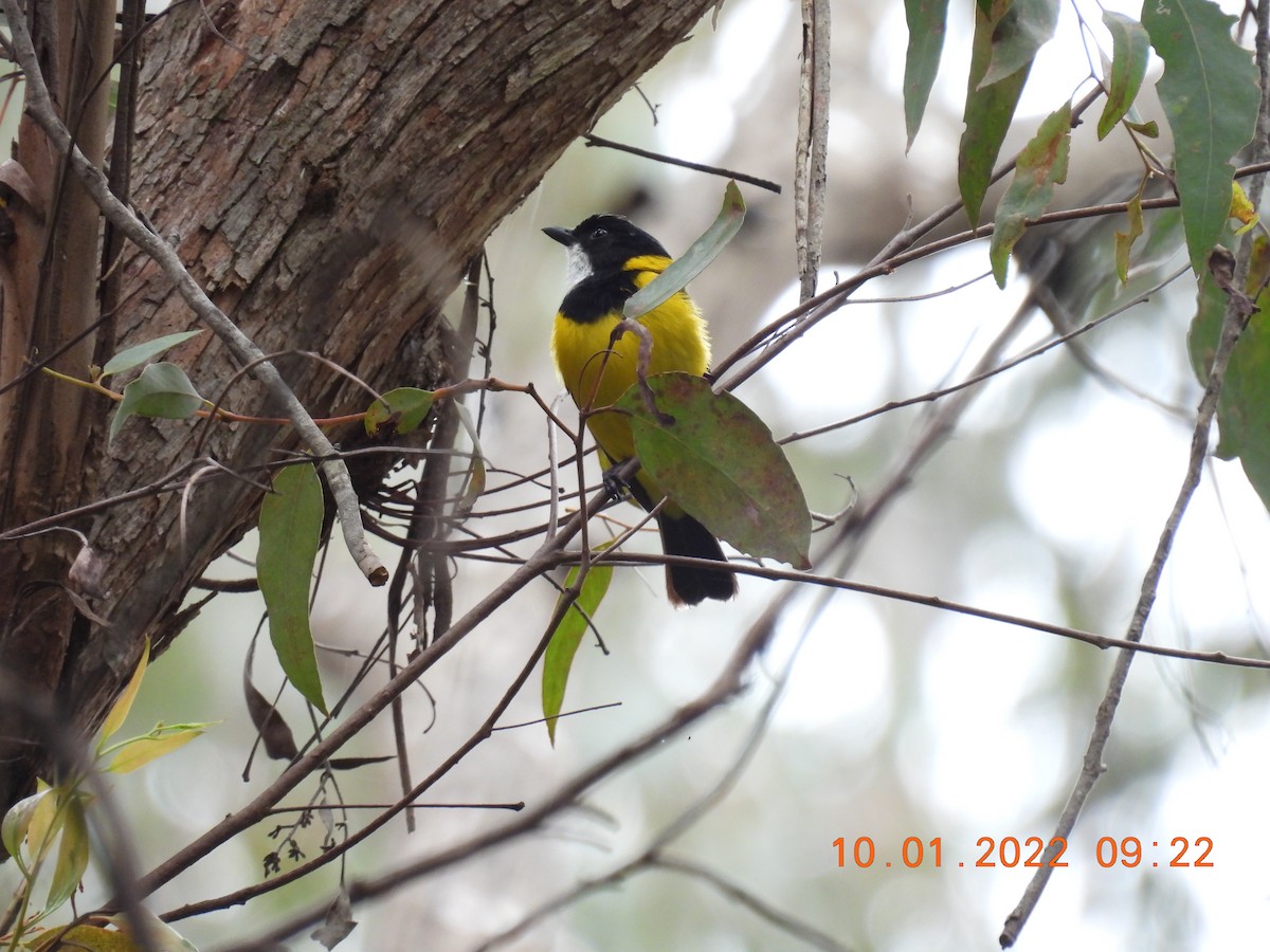 Golden Whistler - ML404898511