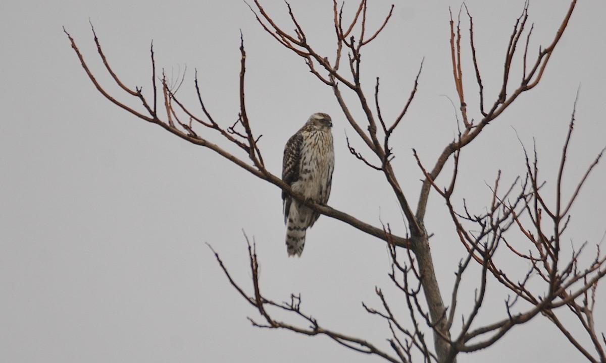 American Goshawk - ML404898691