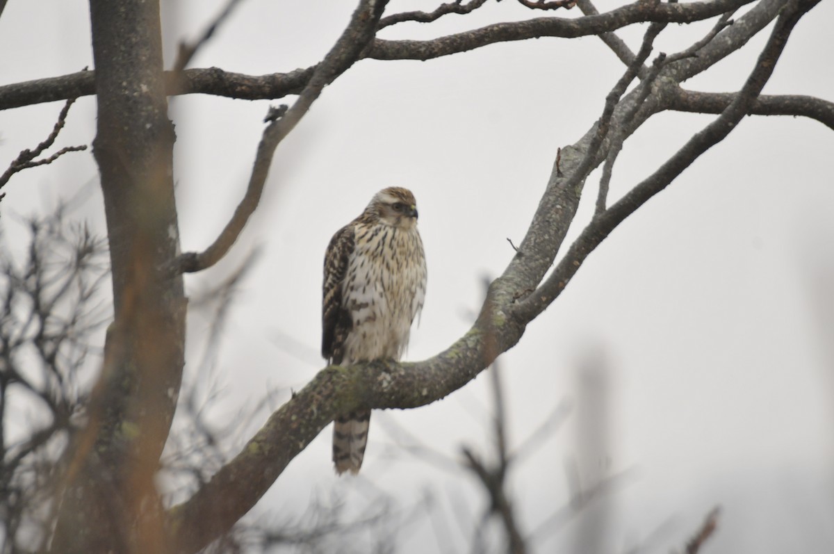 American Goshawk - ML404898711