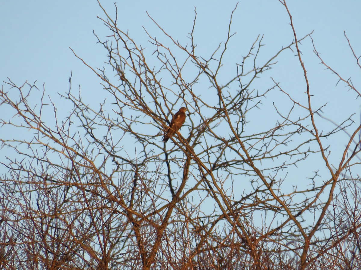 Sharp-shinned Hawk - ML404899151