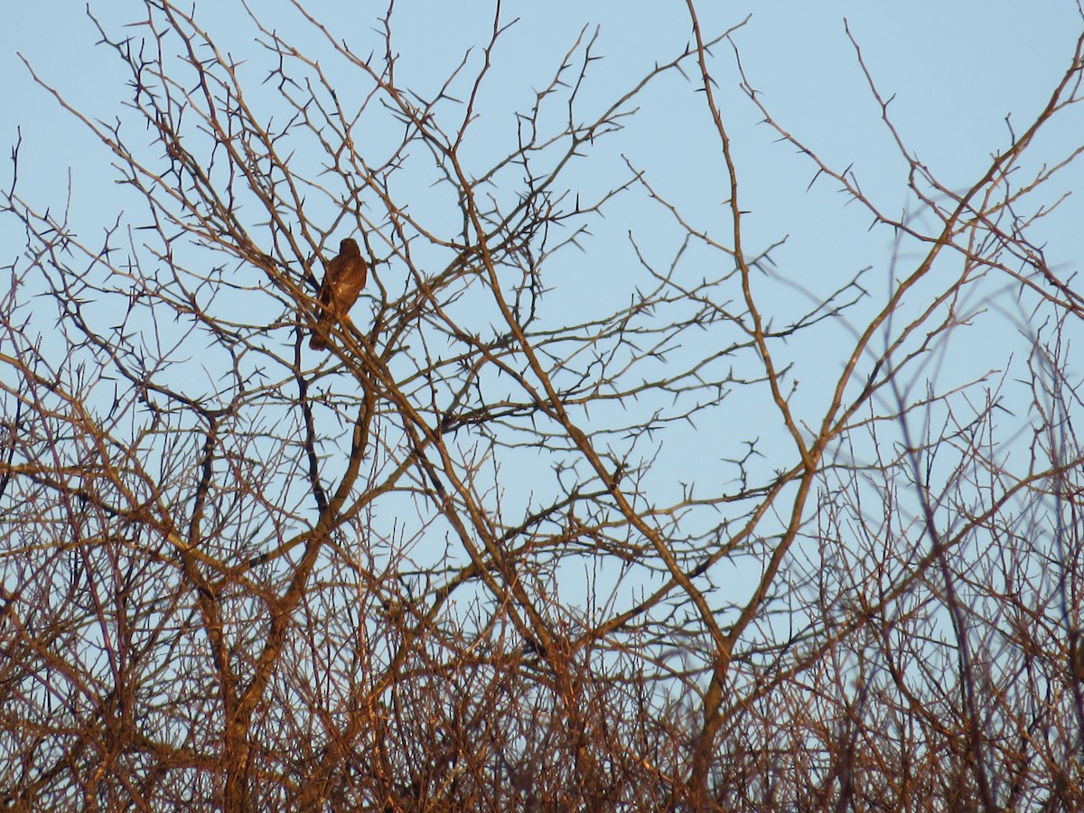 Sharp-shinned Hawk - ML404899251