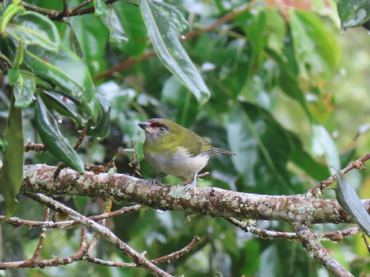 Black-billed Peppershrike - ML404899621