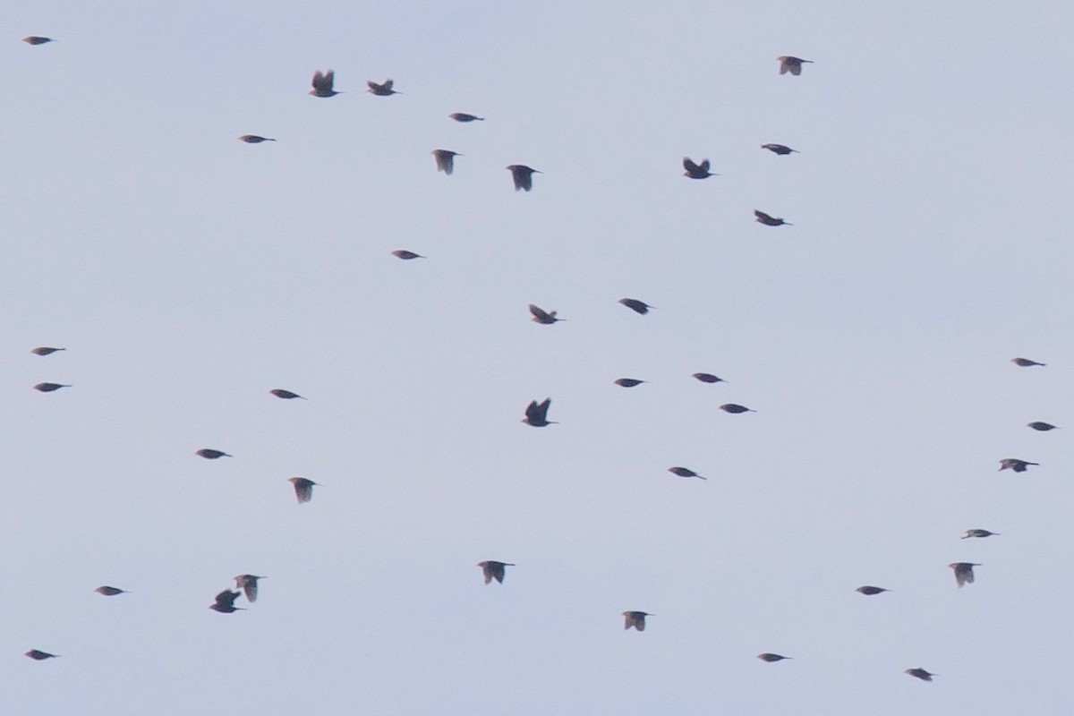 Brown-headed Cowbird - ML404900801