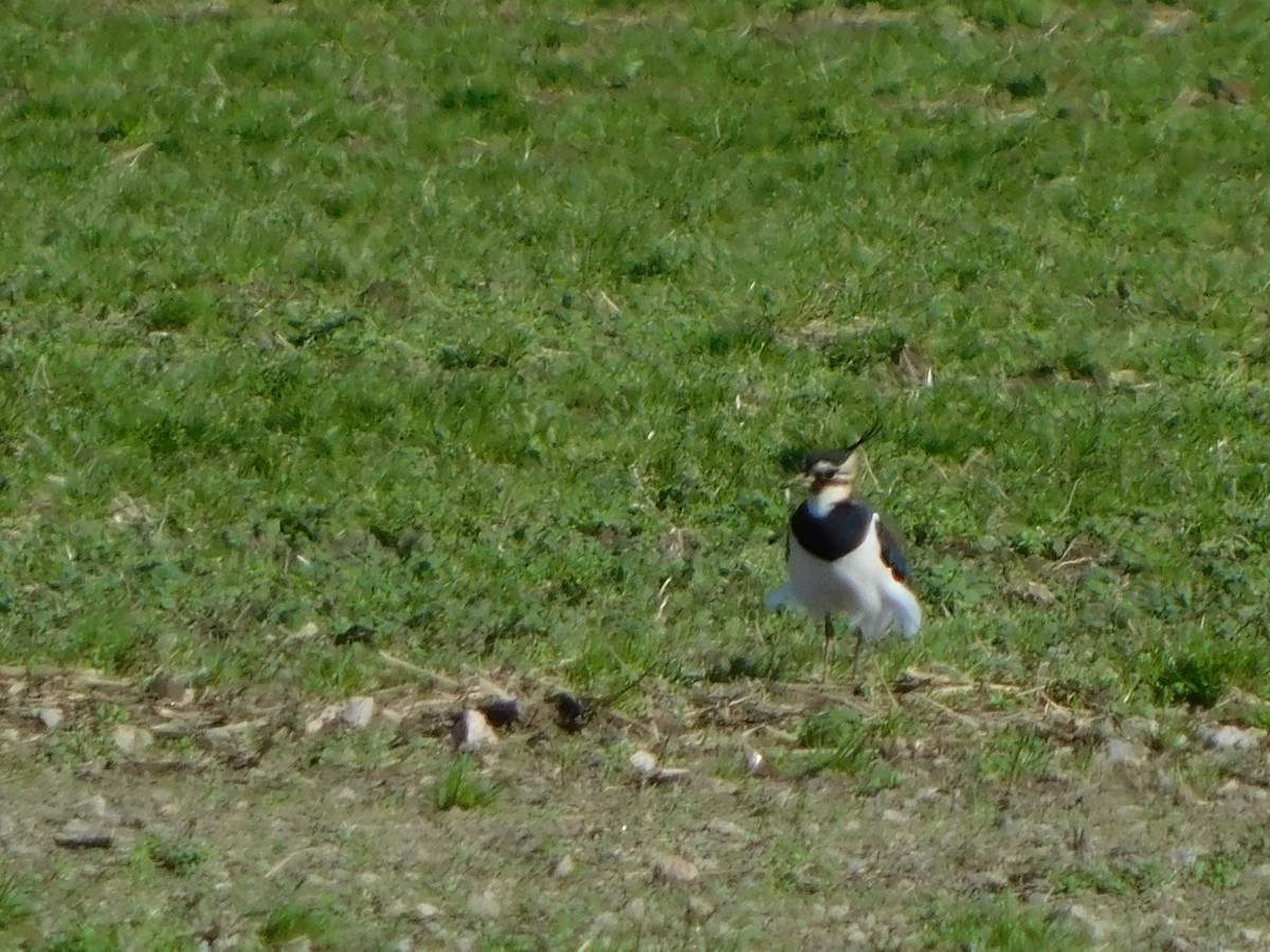 Northern Lapwing - ML404901921