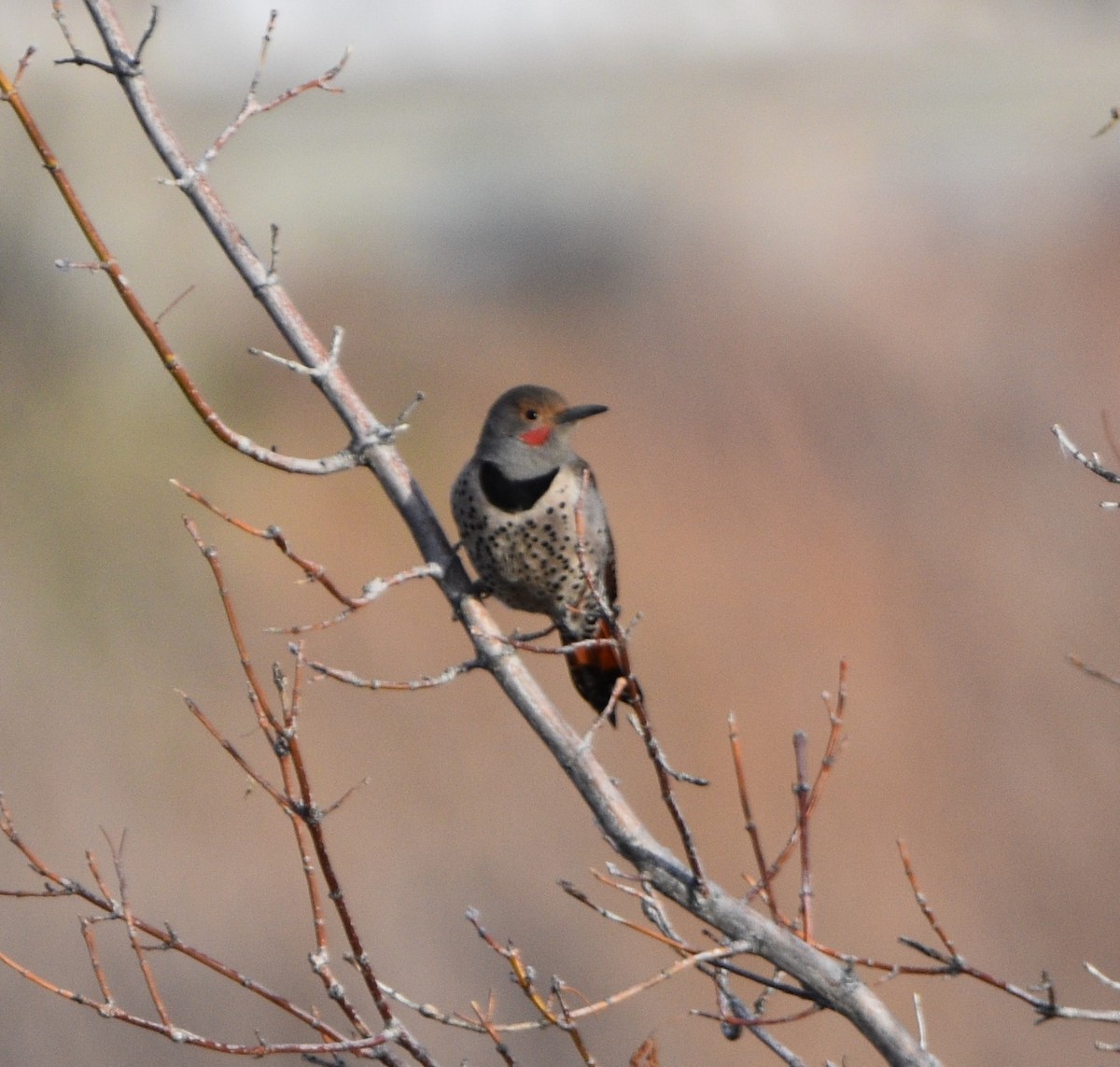 Northern Flicker - Peter Olsoy