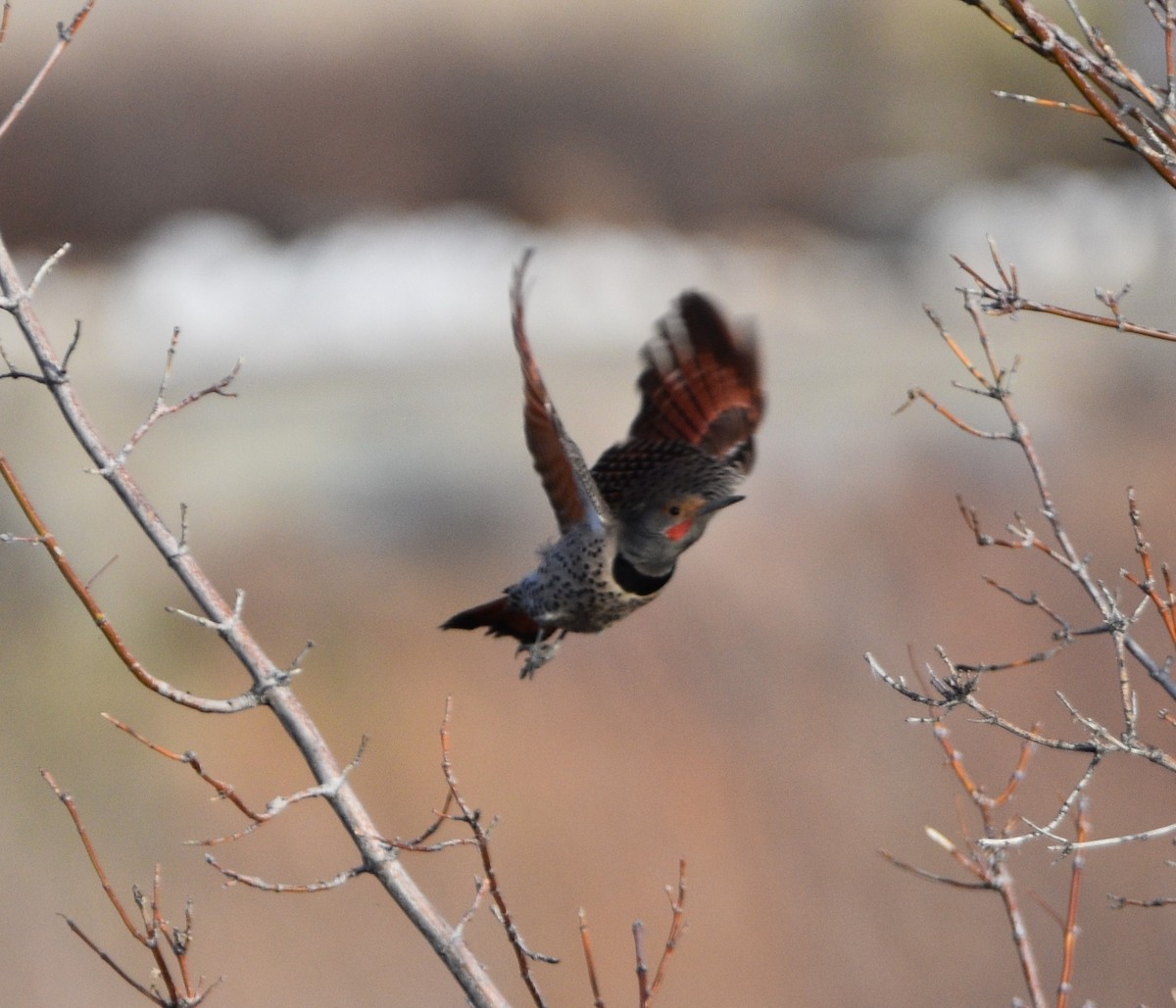 Northern Flicker - Peter Olsoy