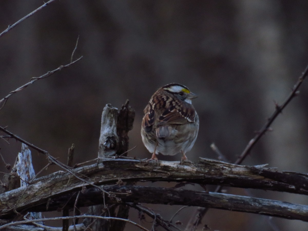 White-throated Sparrow - ML404902751