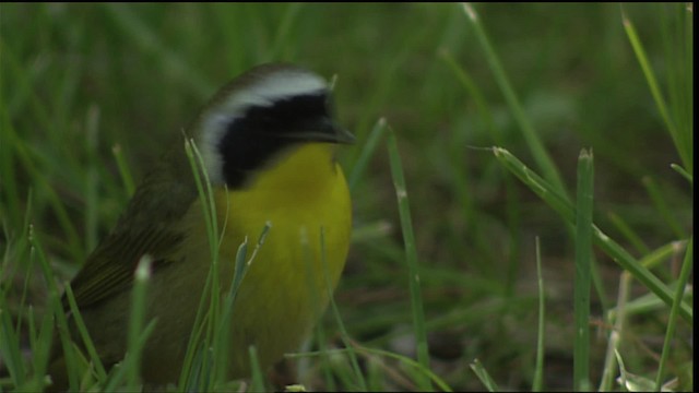 Common Yellowthroat - ML404903