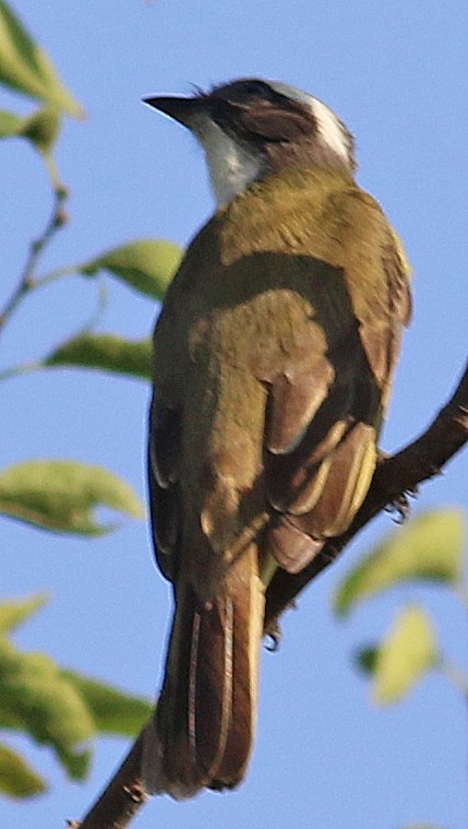 Social Flycatcher - ML404903301