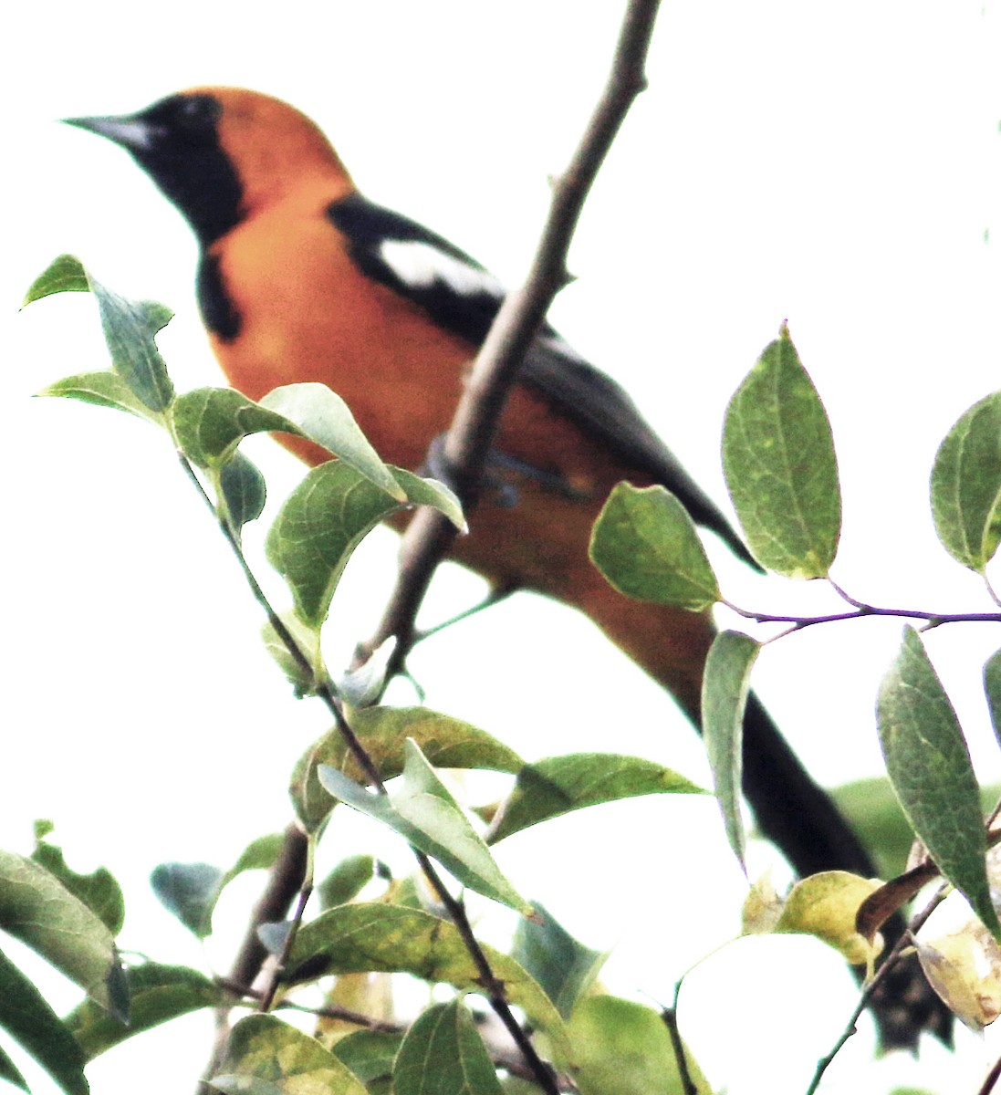 Hooded Oriole - ML404903761