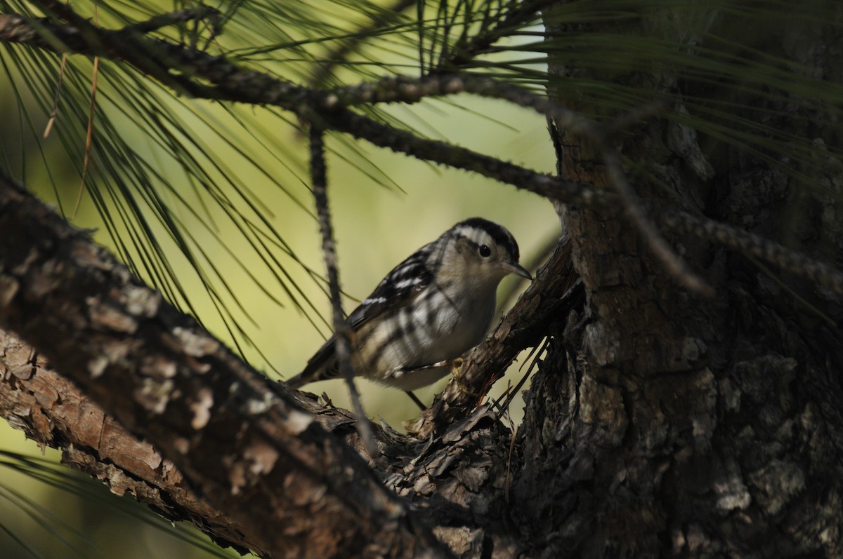 Black-and-white Warbler - ML404903941